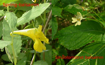 springbalsamin og smblomstret balsamin