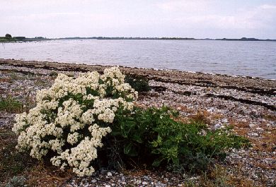 Strandkål